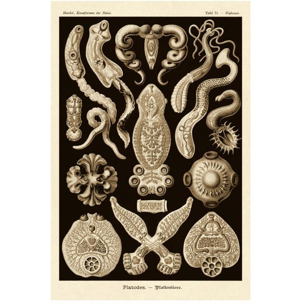 Haeckel Nature Illustrations Flatworms - Sepia Tint-Paper Art-34&quotx50"