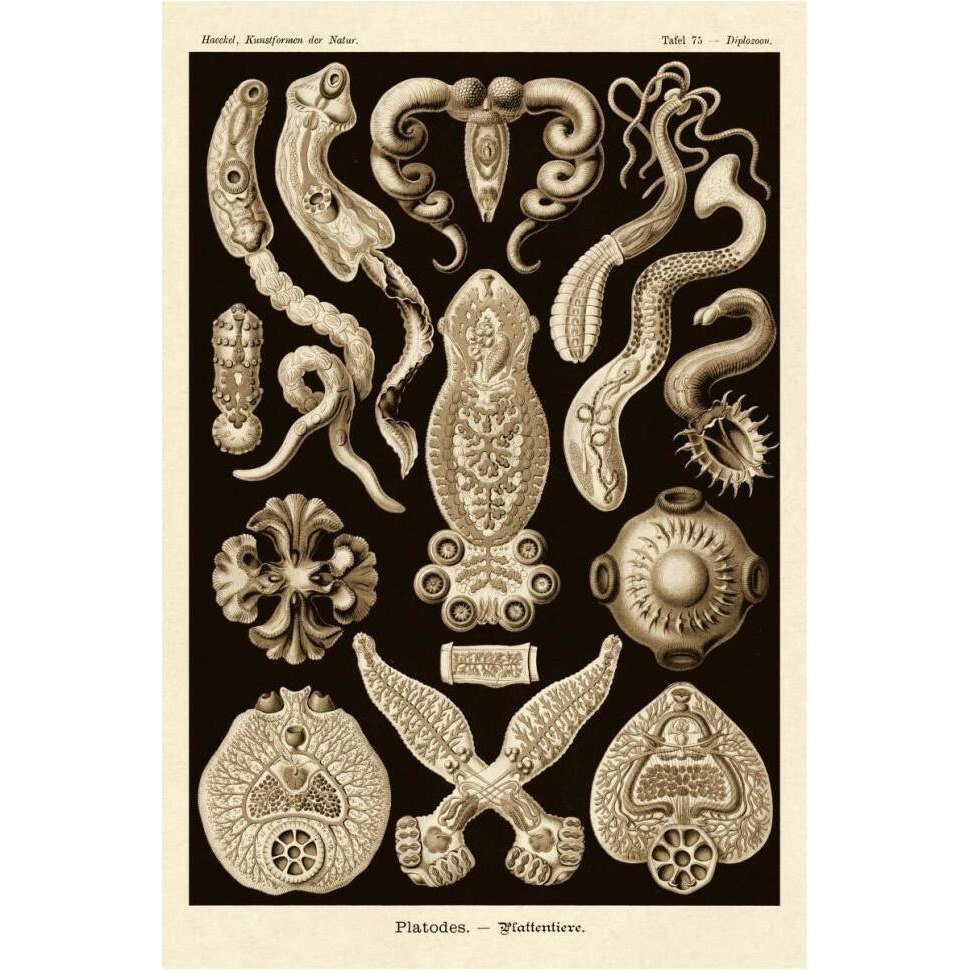 Haeckel Nature Illustrations Flatworms - Sepia Tint-Paper Art-42&quotx62"