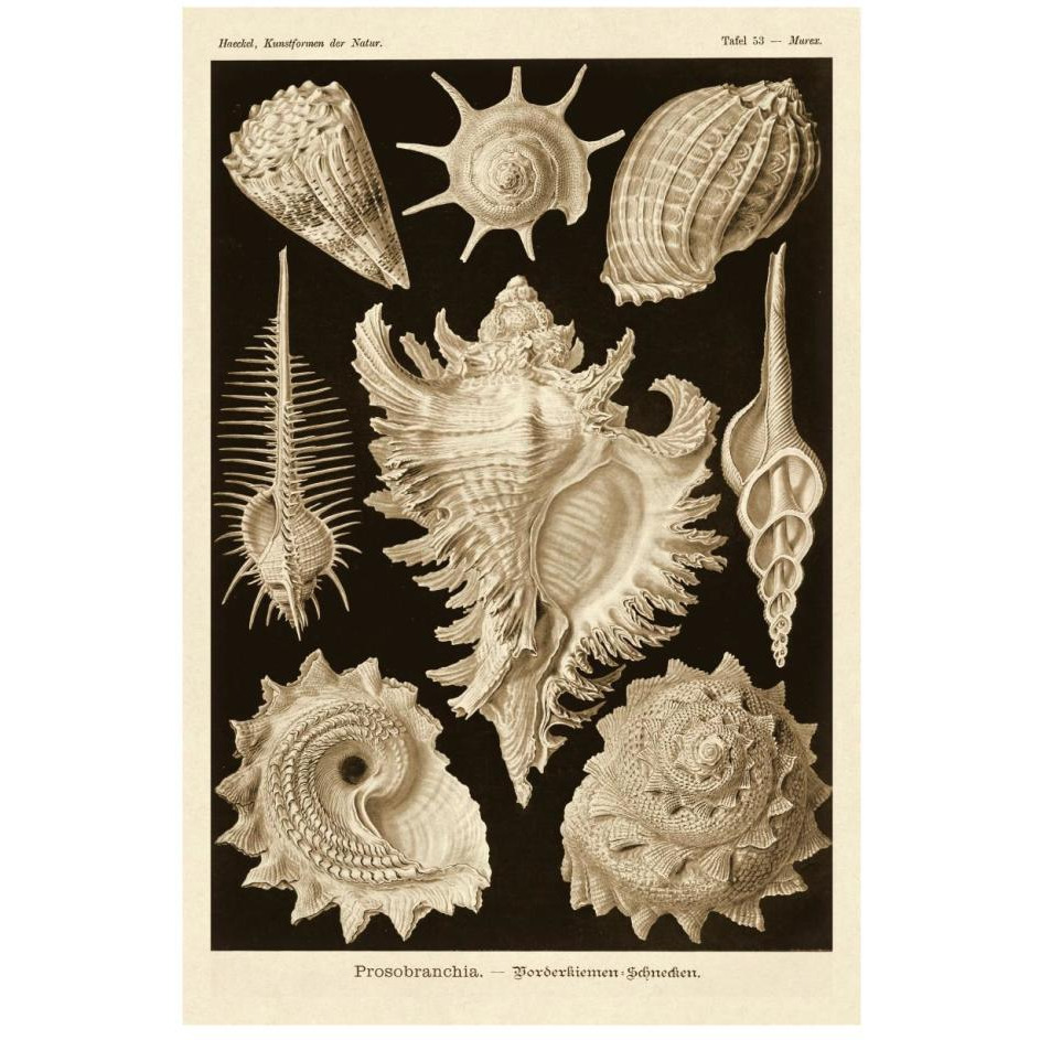 Haeckel Nature Illustrations Gastropods - Sepia Tint-Paper Art-18&quotx26"