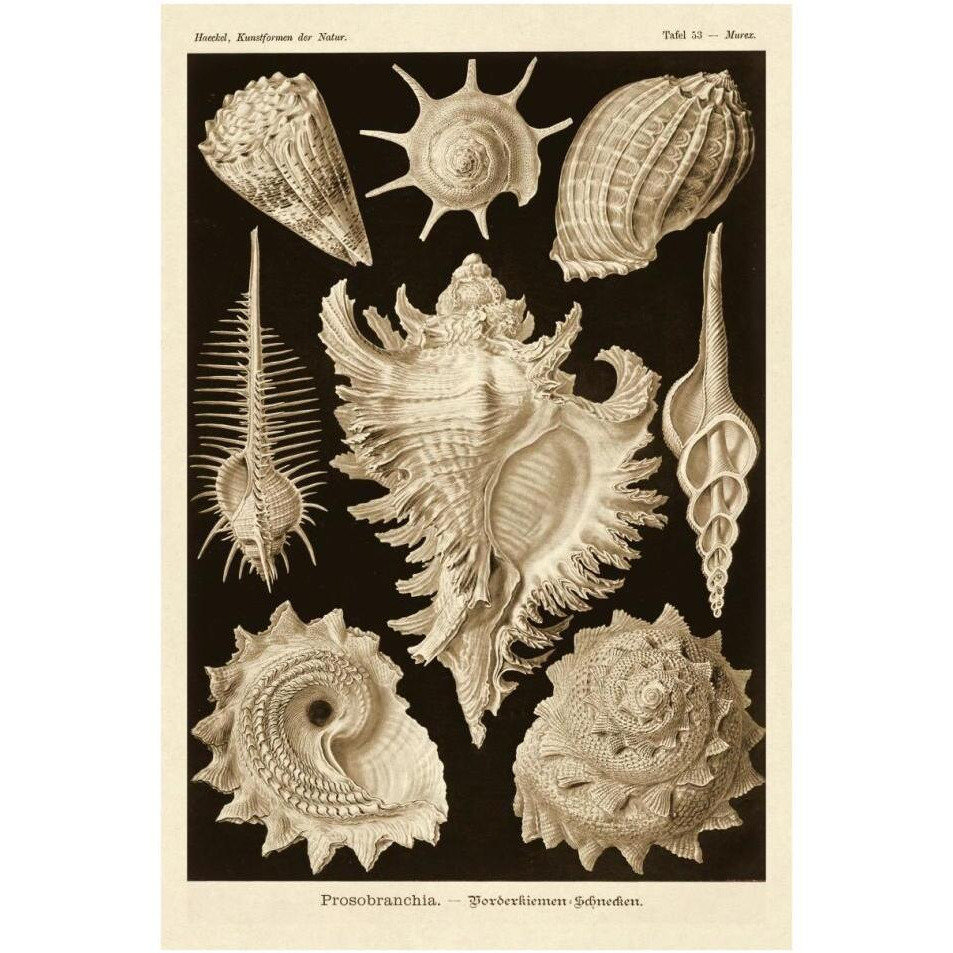Haeckel Nature Illustrations Gastropods - Sepia Tint-Paper Art-26&quotx38"