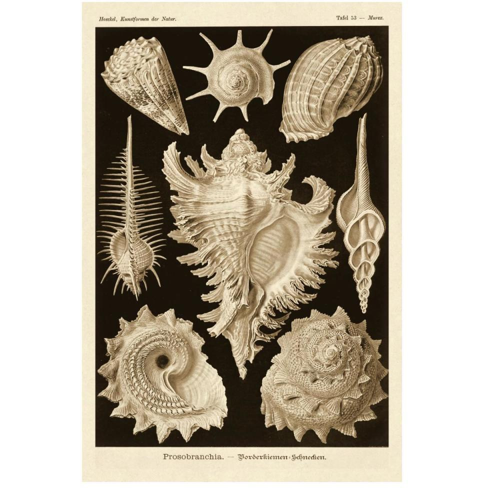 Haeckel Nature Illustrations Gastropods - Sepia Tint-Paper Art-34&quotx50"