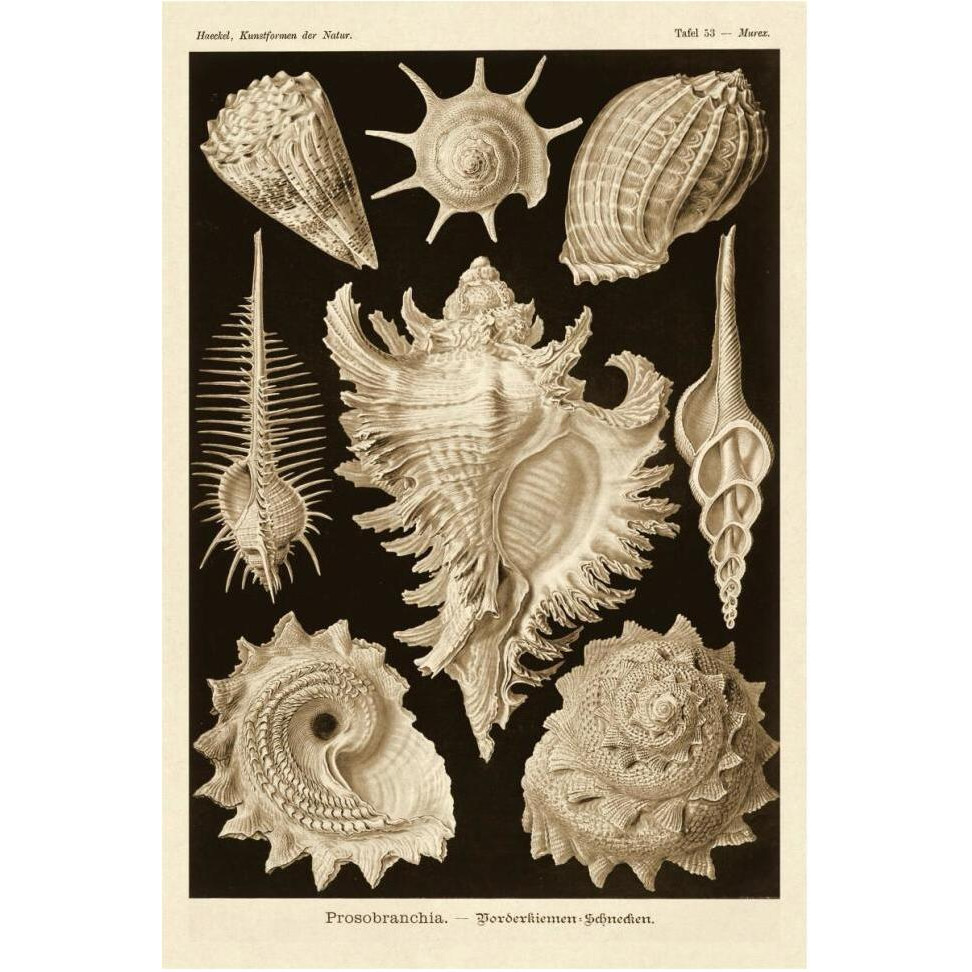 Haeckel Nature Illustrations Gastropods - Sepia Tint-Paper Art-42&quotx62"