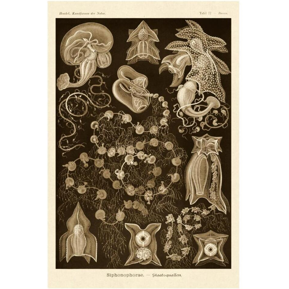 Haeckel Nature Illustrations Siphoneae Hydrozoa - Sepia Tint-Paper Art-14&quotx20"