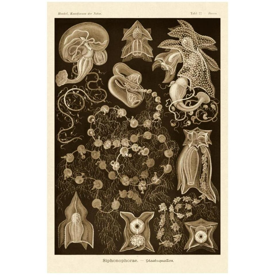 Haeckel Nature Illustrations Siphoneae Hydrozoa - Sepia Tint-Paper Art-22&quotx32"