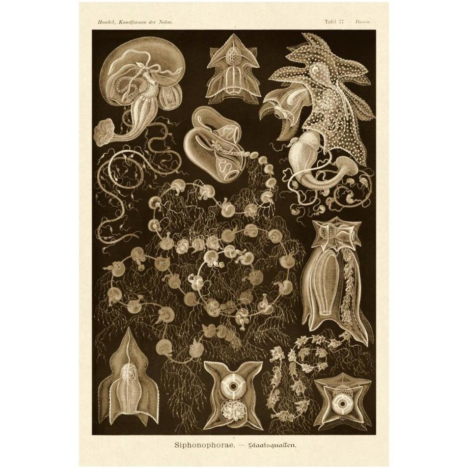 Haeckel Nature Illustrations Siphoneae Hydrozoa - Sepia Tint-Paper Art-26&quotx38"