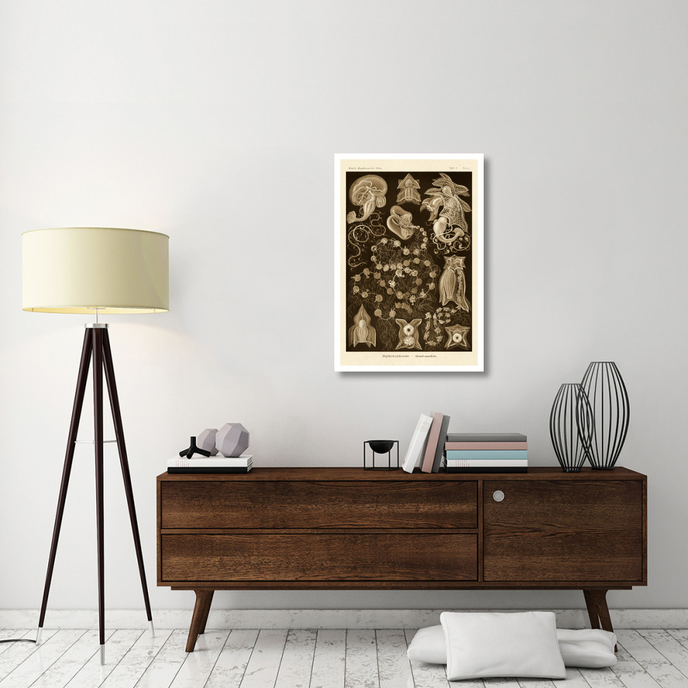 Haeckel Nature Illustrations Siphoneae Hydrozoa - Sepia Tint-Paper Art-26&quotx38"