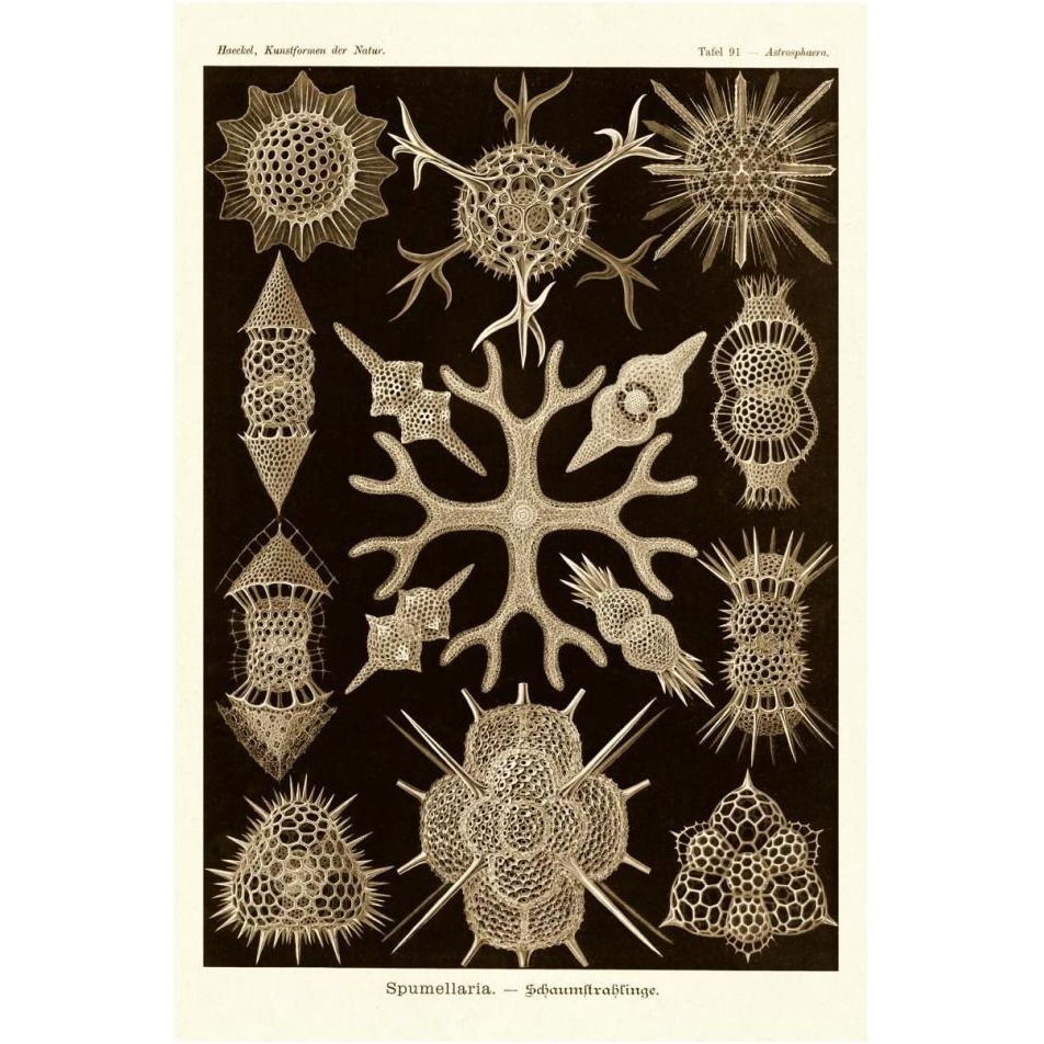 Haeckel Nature Illustrations Spumellaria - Sepia Tint-Paper Art-14&quotx20"