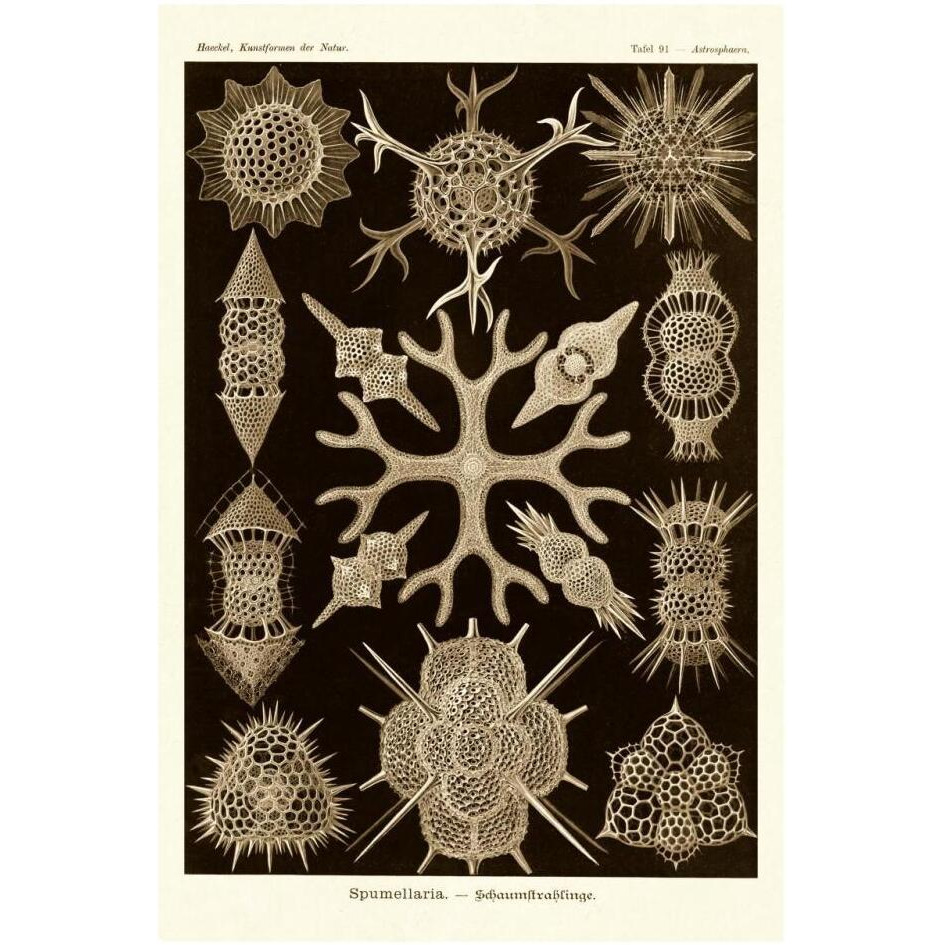 Haeckel Nature Illustrations Spumellaria - Sepia Tint-Paper Art-22&quotx32"