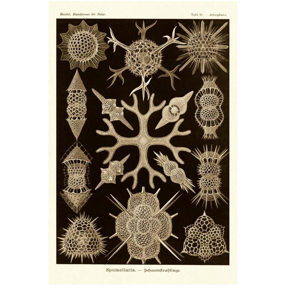 Haeckel Nature Illustrations Spumellaria - Sepia Tint-Paper Art-34&quotx50"