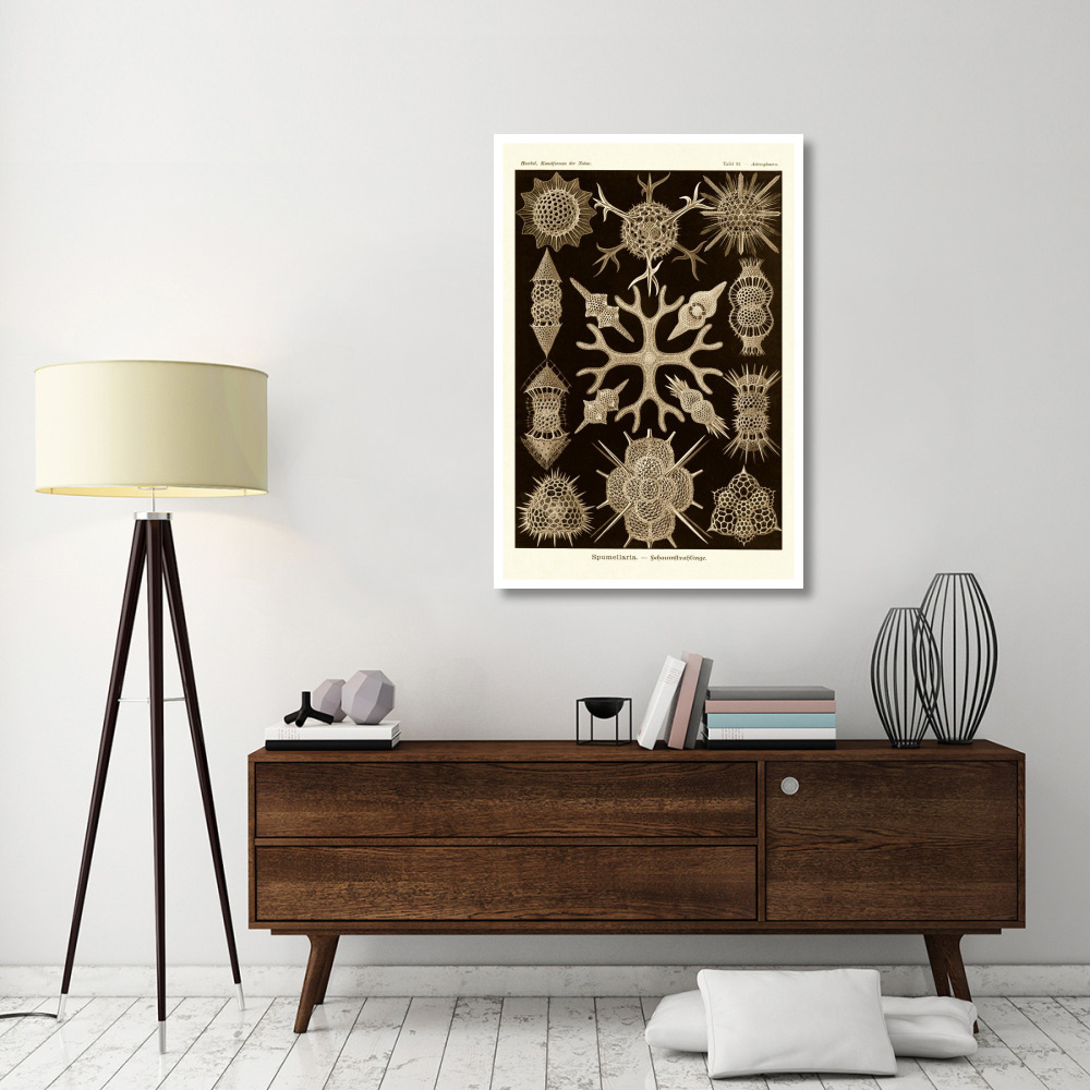 Haeckel Nature Illustrations Spumellaria - Sepia Tint-Paper Art-34&quotx50"