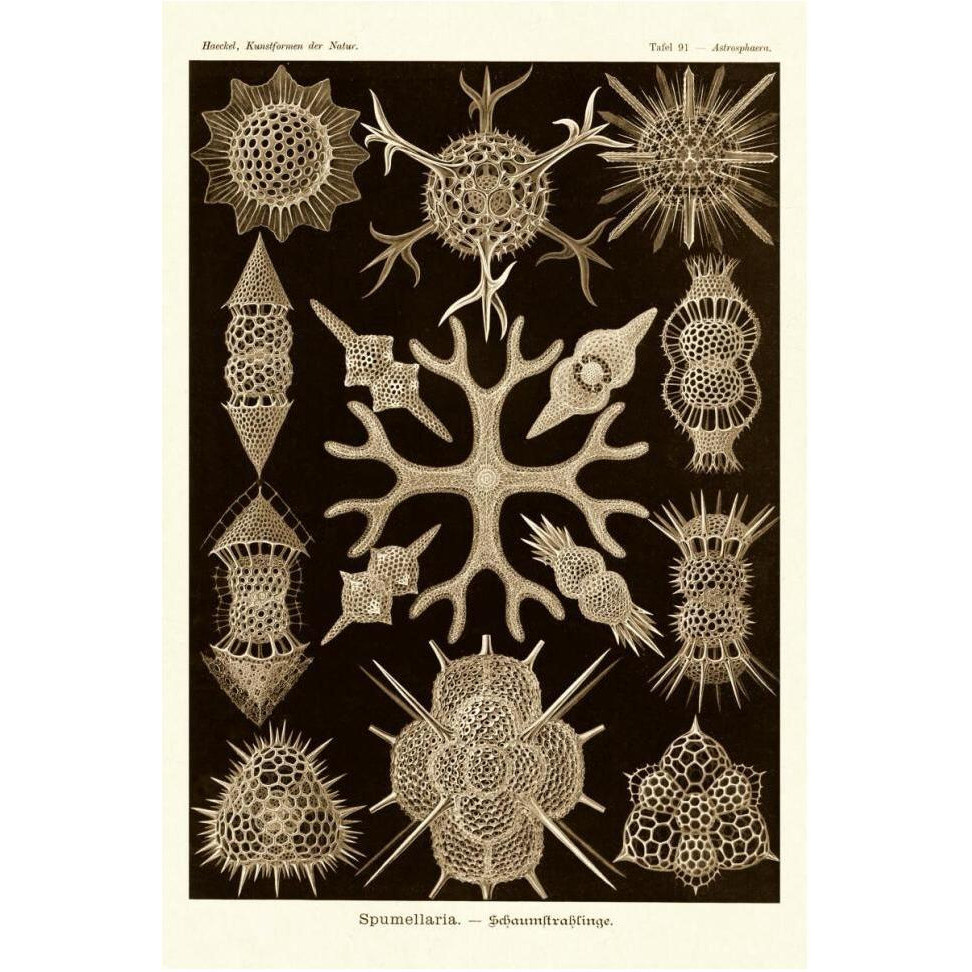 Haeckel Nature Illustrations Spumellaria - Sepia Tint-Paper Art-42&quotx62"