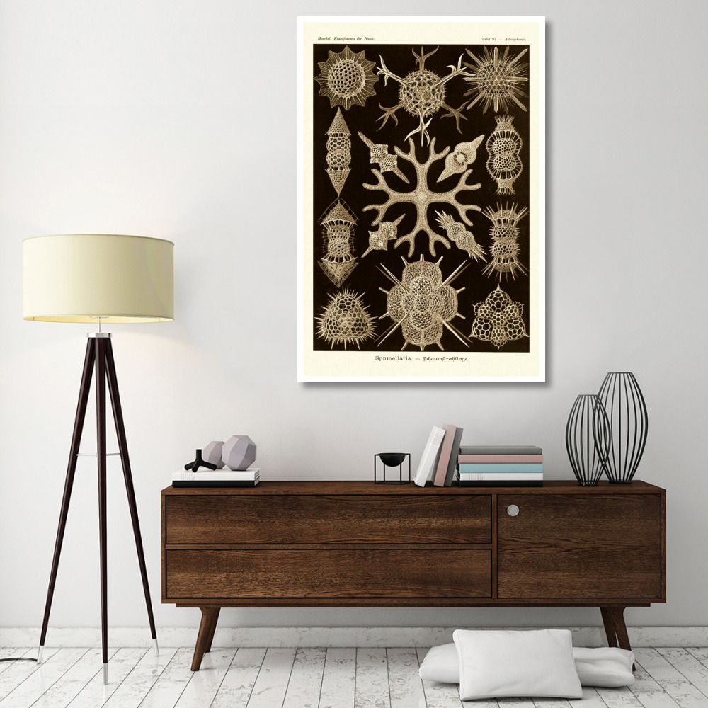 Haeckel Nature Illustrations Spumellaria - Sepia Tint-Paper Art-42&quotx62"