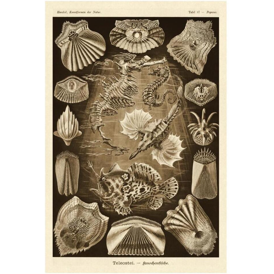 Haeckel Nature Illustrations Teleostei, bony Fishes - Sepia Tint-Paper Art-14&quotx20"