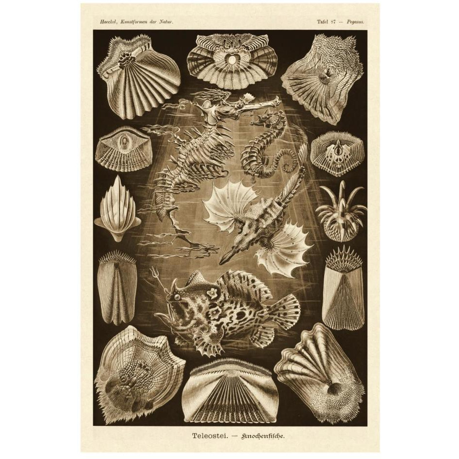 Haeckel Nature Illustrations Teleostei, bony Fishes - Sepia Tint-Paper Art-18&quotx26"