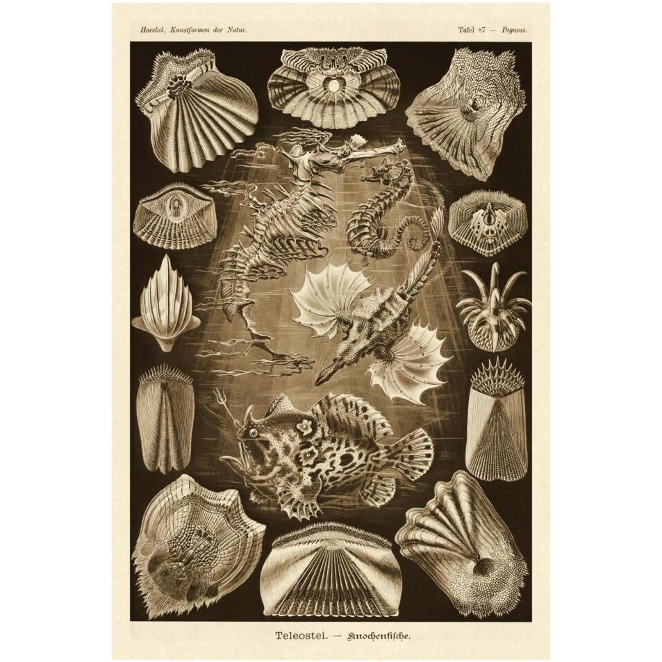 Haeckel Nature Illustrations Teleostei, bony Fishes - Sepia Tint-Paper Art-26&quotx38"