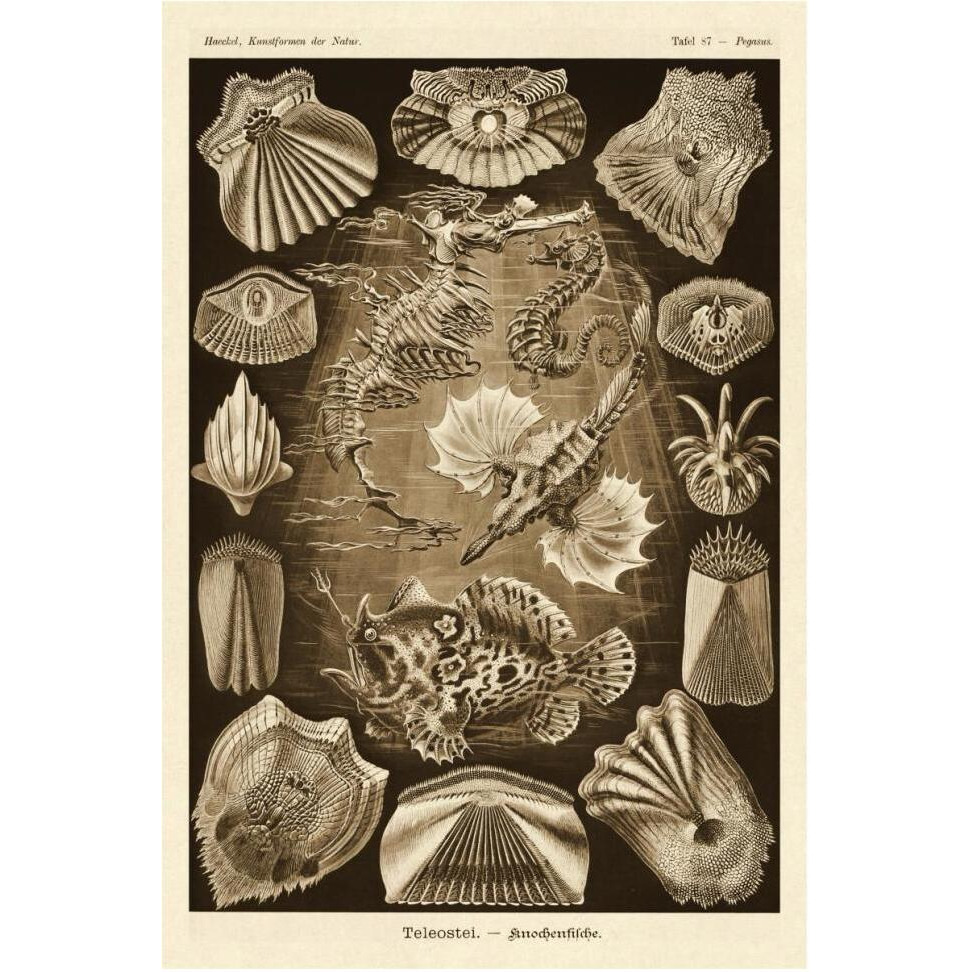 Haeckel Nature Illustrations Teleostei, bony Fishes - Sepia Tint-Paper Art-42&quotx62"