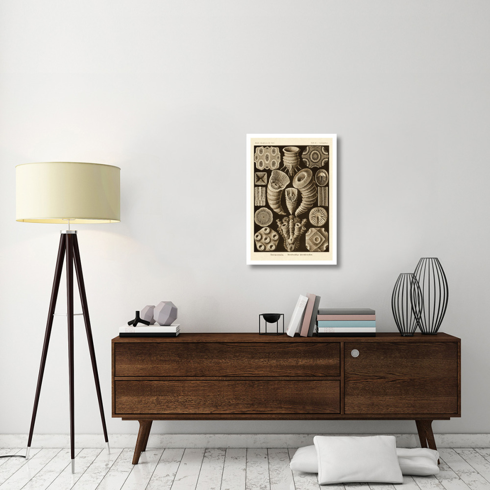 Haeckel Nature Illustrations Tetracoralla, Coral - Sepia Tint-Paper Art-22&quotx32"