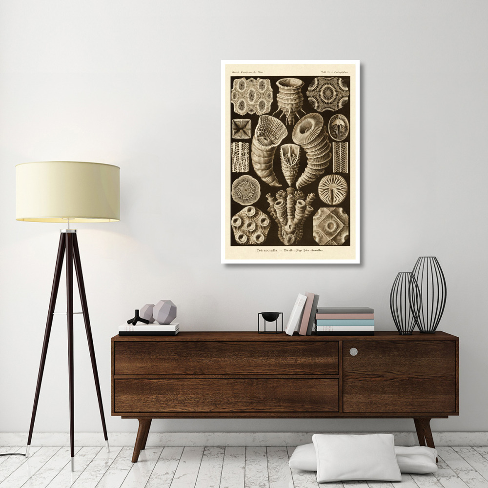 Haeckel Nature Illustrations Tetracoralla, Coral - Sepia Tint-Paper Art-34&quotx50"