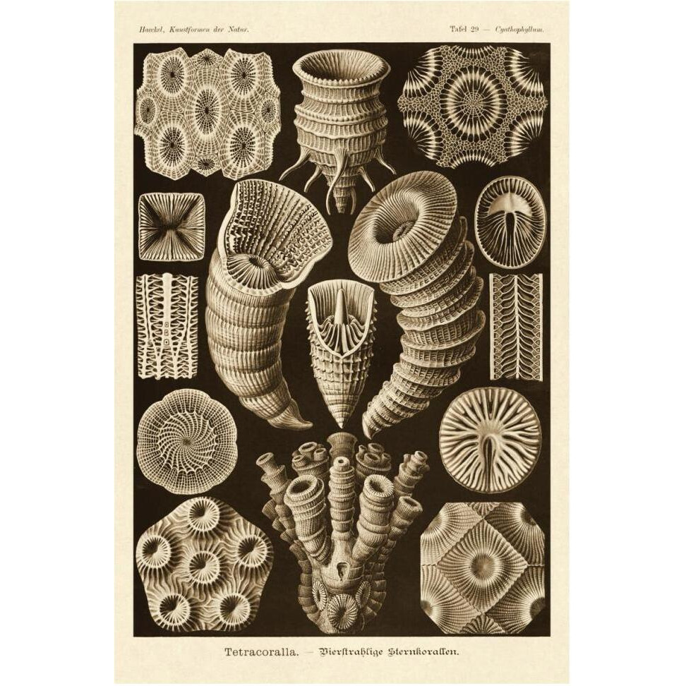 Haeckel Nature Illustrations Tetracoralla, Coral - Sepia Tint-Paper Art-42&quotx62"