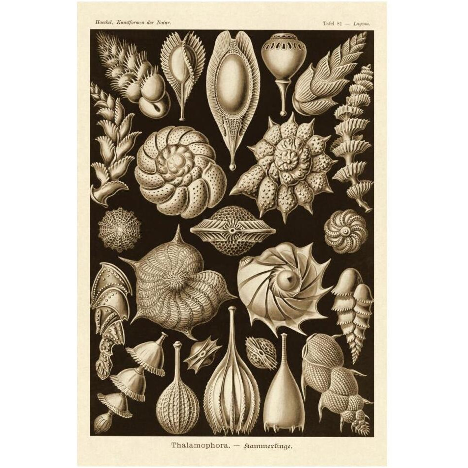 Haeckel Nature Illustrations Thalamophora, Forminifera - Sepia Tint-Paper Art-14&quotx20"