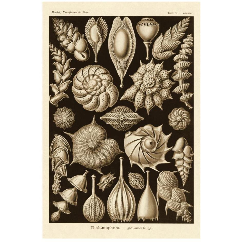 Haeckel Nature Illustrations Thalamophora, Forminifera - Sepia Tint-Paper Art-18&quotx26"