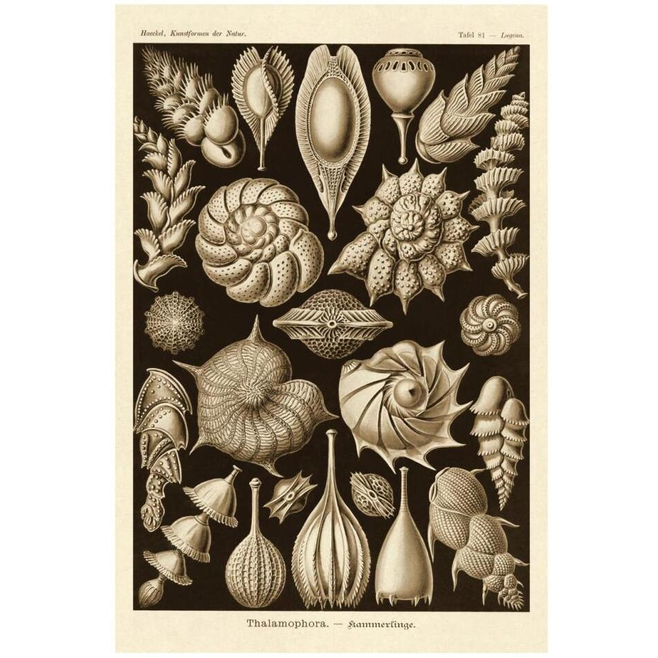 Haeckel Nature Illustrations Thalamophora, Forminifera - Sepia Tint-Paper Art-22&quotx32"