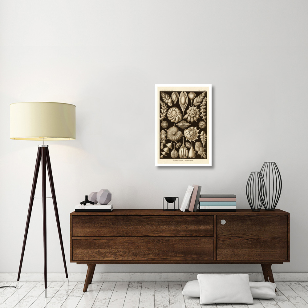Haeckel Nature Illustrations Thalamophora, Forminifera - Sepia Tint-Paper Art-22&quotx32"