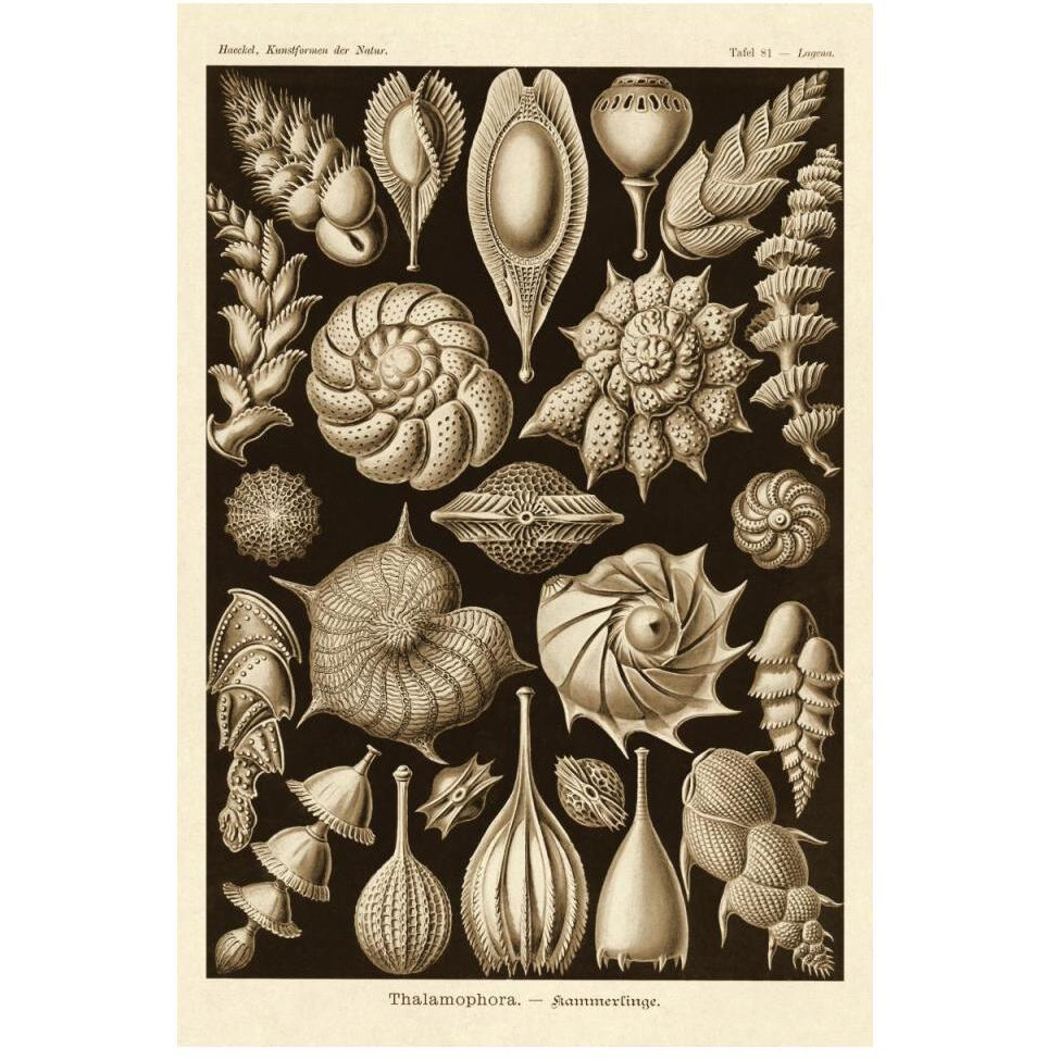 Haeckel Nature Illustrations Thalamophora, Forminifera - Sepia Tint-Paper Art-34&quotx50"