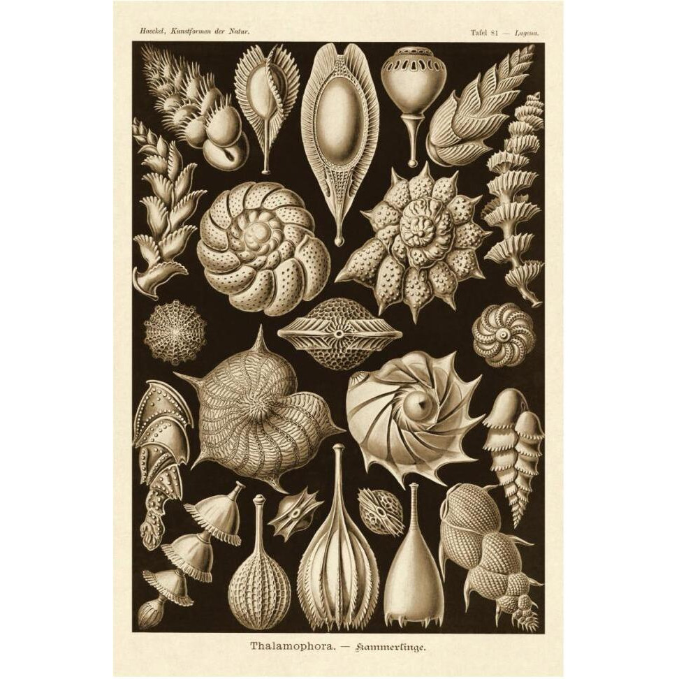 Haeckel Nature Illustrations Thalamophora, Forminifera - Sepia Tint-Paper Art-42&quotx62"