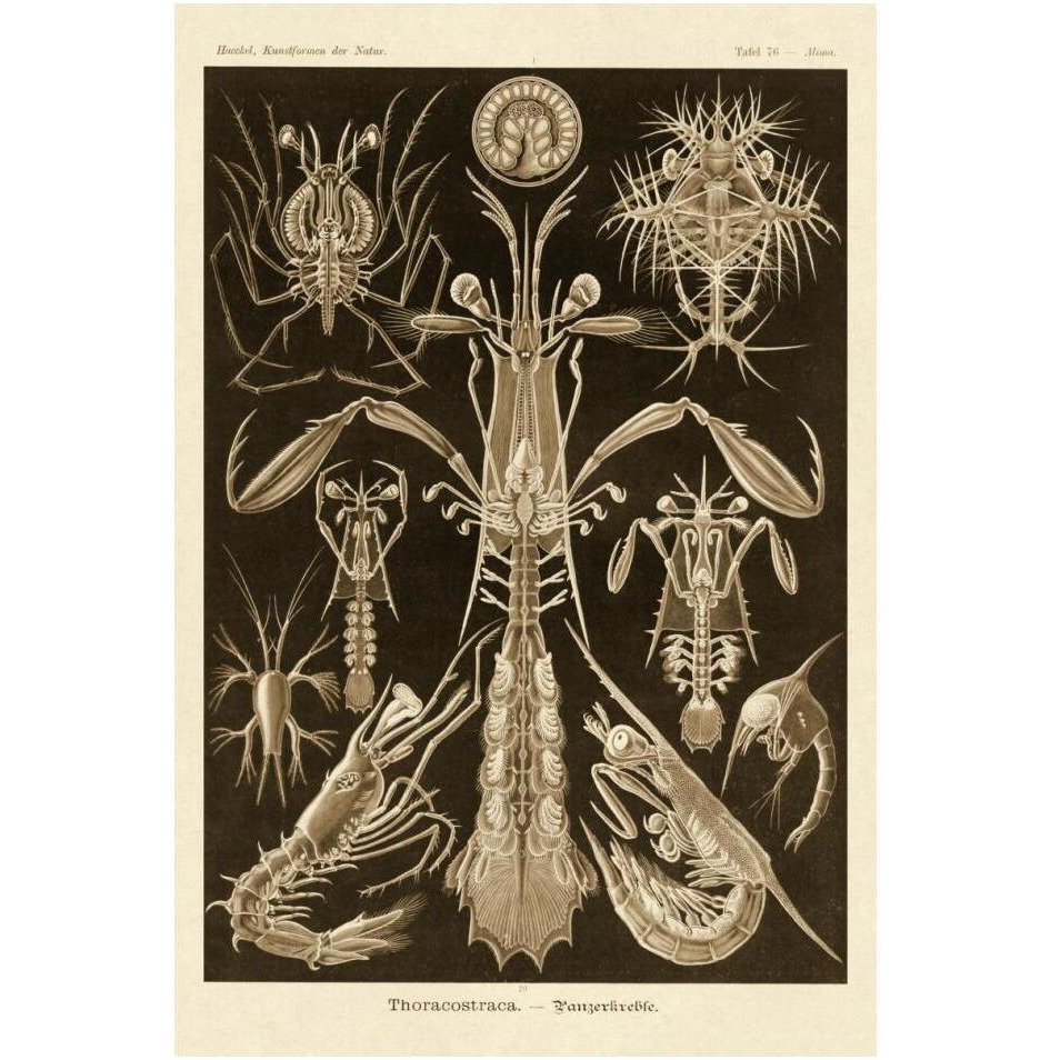 Haeckel Nature Illustrations Thoracostraca, Crustaceans - Sepia Tint-Paper Art-14&quotx20"