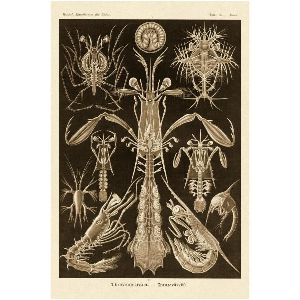 Haeckel Nature Illustrations Thoracostraca, Crustaceans - Sepia Tint-Paper Art-26&quotx38"