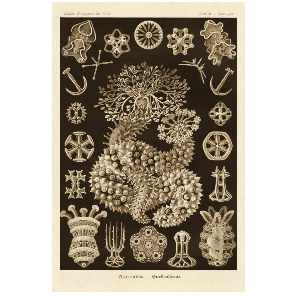 Haeckel Nature Illustrations Sea Cucumbers - Sepia Tint-Paper Art-18&quotx26"