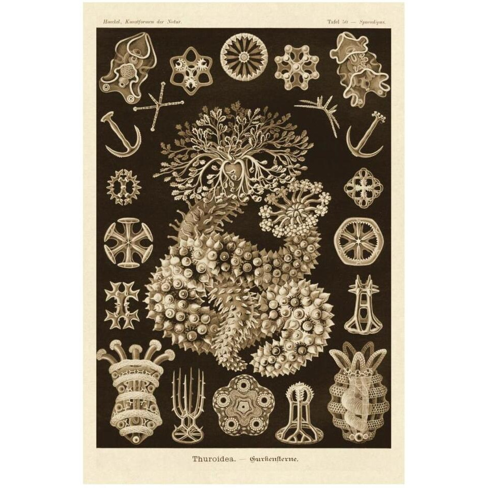 Haeckel Nature Illustrations Sea Cucumbers - Sepia Tint-Paper Art-22&quotx32"