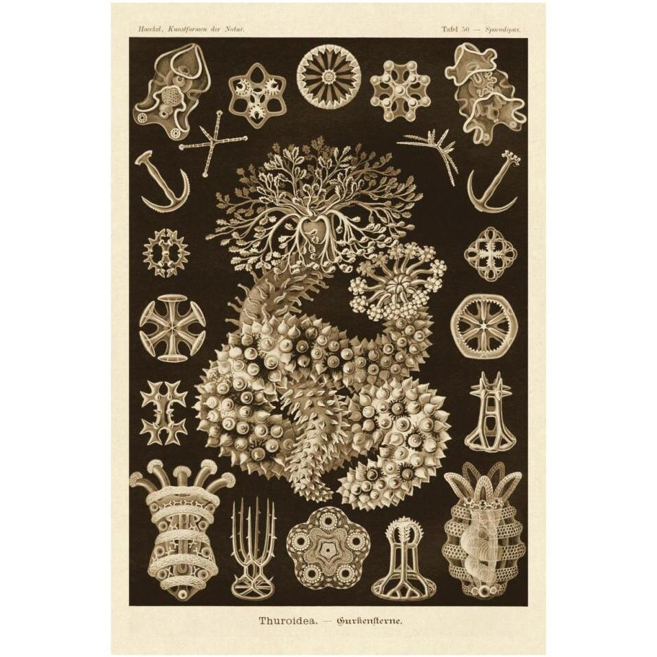 Haeckel Nature Illustrations Sea Cucumbers - Sepia Tint-Paper Art-26&quotx38"