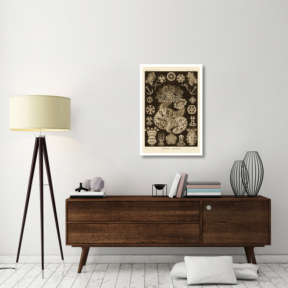 Haeckel Nature Illustrations Sea Cucumbers - Sepia Tint-Paper Art-26&quotx38"