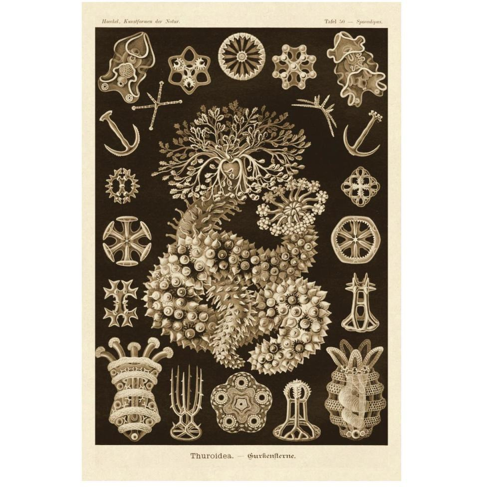 Haeckel Nature Illustrations Sea Cucumbers - Sepia Tint-Paper Art-34&quotx50"