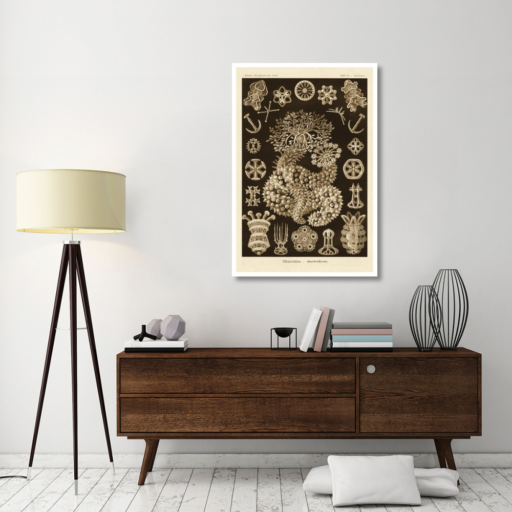 Haeckel Nature Illustrations Sea Cucumbers - Sepia Tint-Paper Art-34&quotx50"