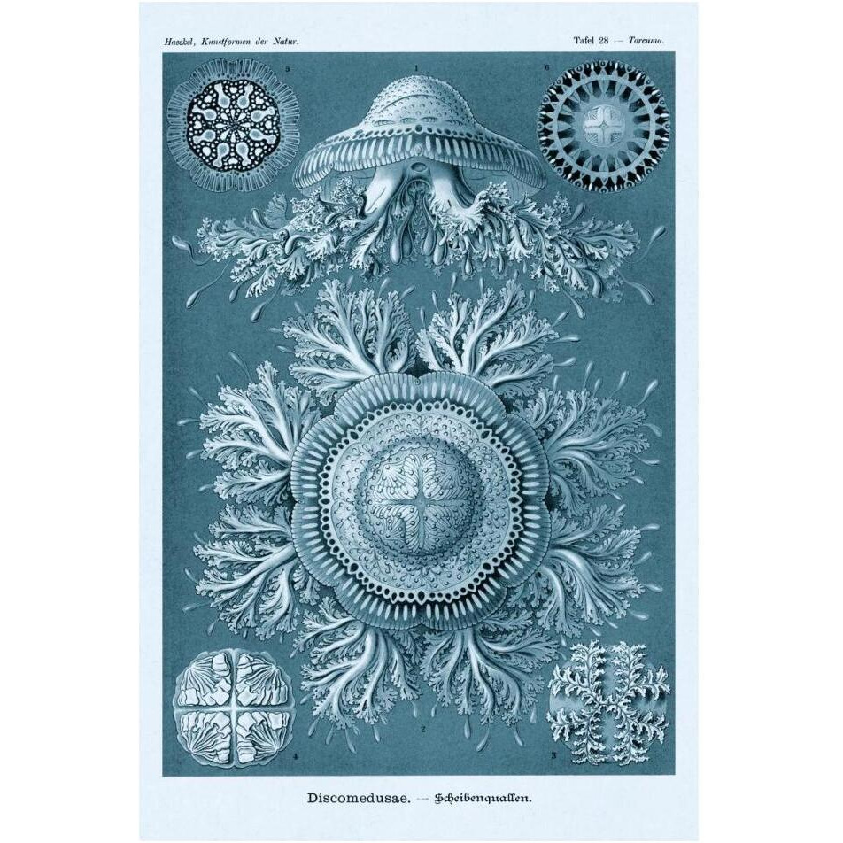 Haeckel Nature Illustrations Jelly Fish - Blue-Green Tint-Paper Art-14&quotx20"