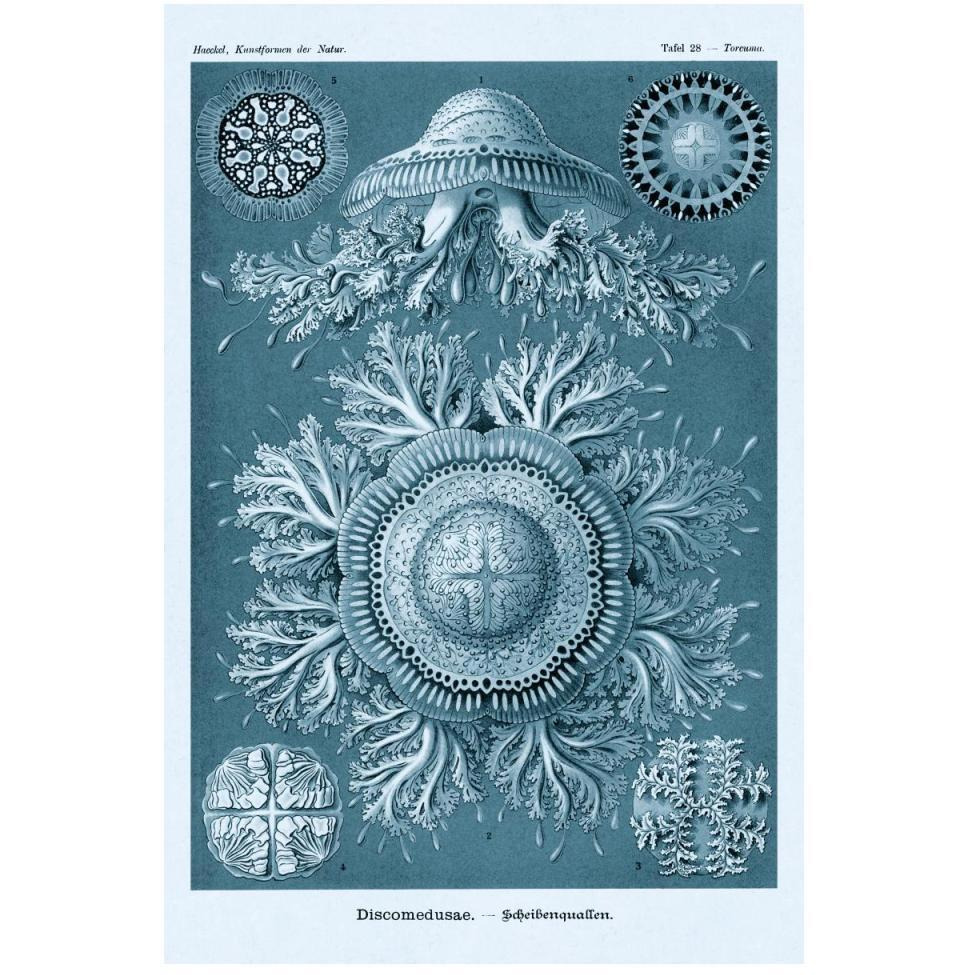 Haeckel Nature Illustrations Jelly Fish - Blue-Green Tint-Paper Art-34&quotx50"