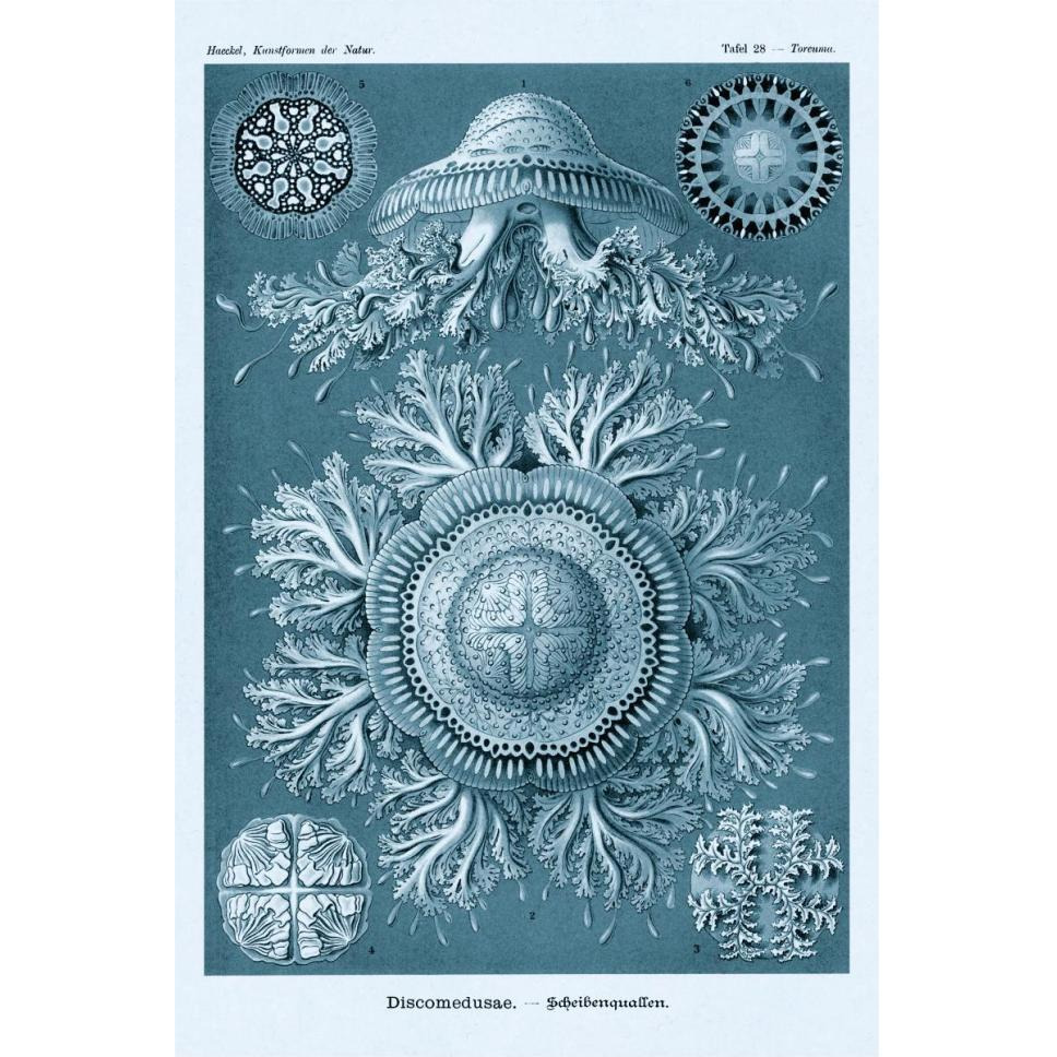 Haeckel Nature Illustrations Jelly Fish - Blue-Green Tint-Paper Art-42&quotx62"
