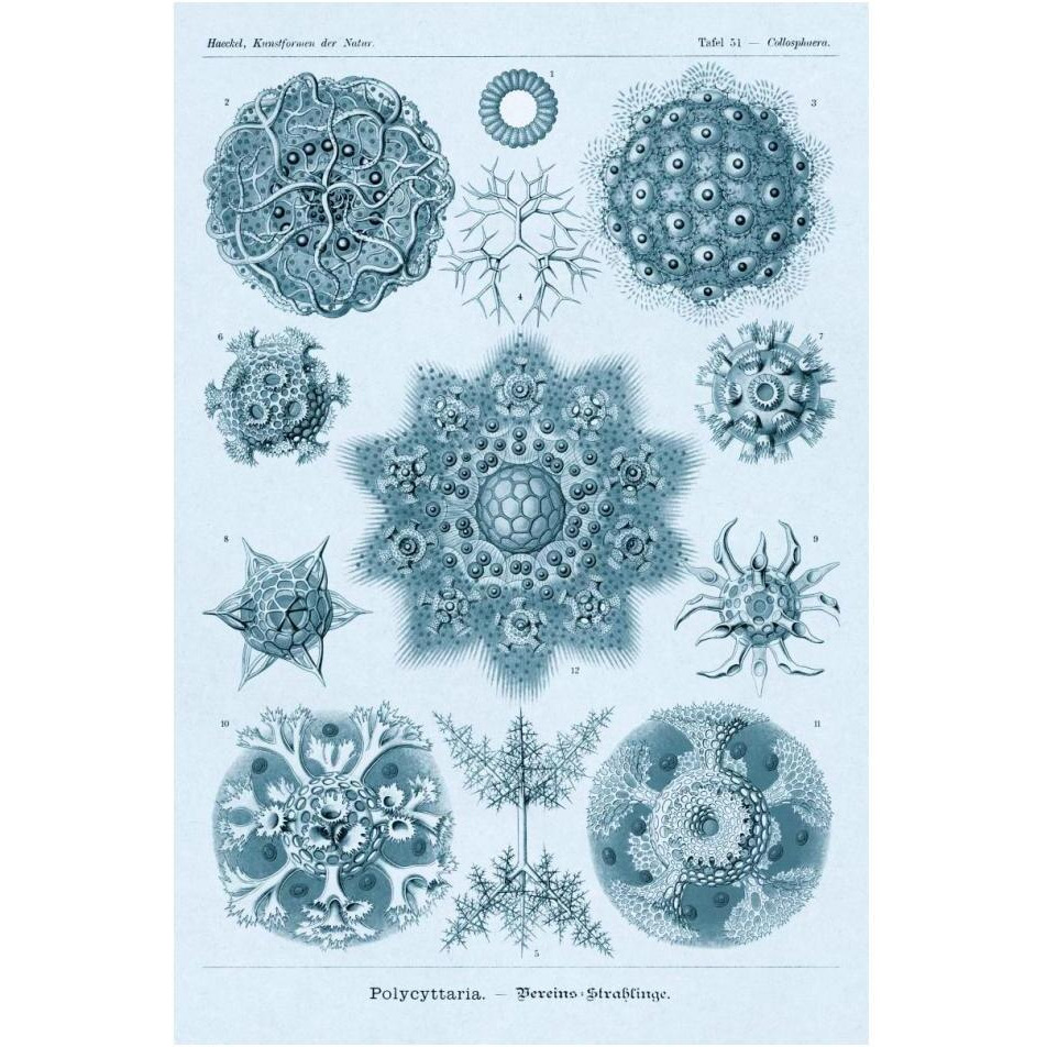 Haeckel Nature Illustrations Polycytaria Radiolaria - Blue-Green Tint-Paper Art-14&quotx20"