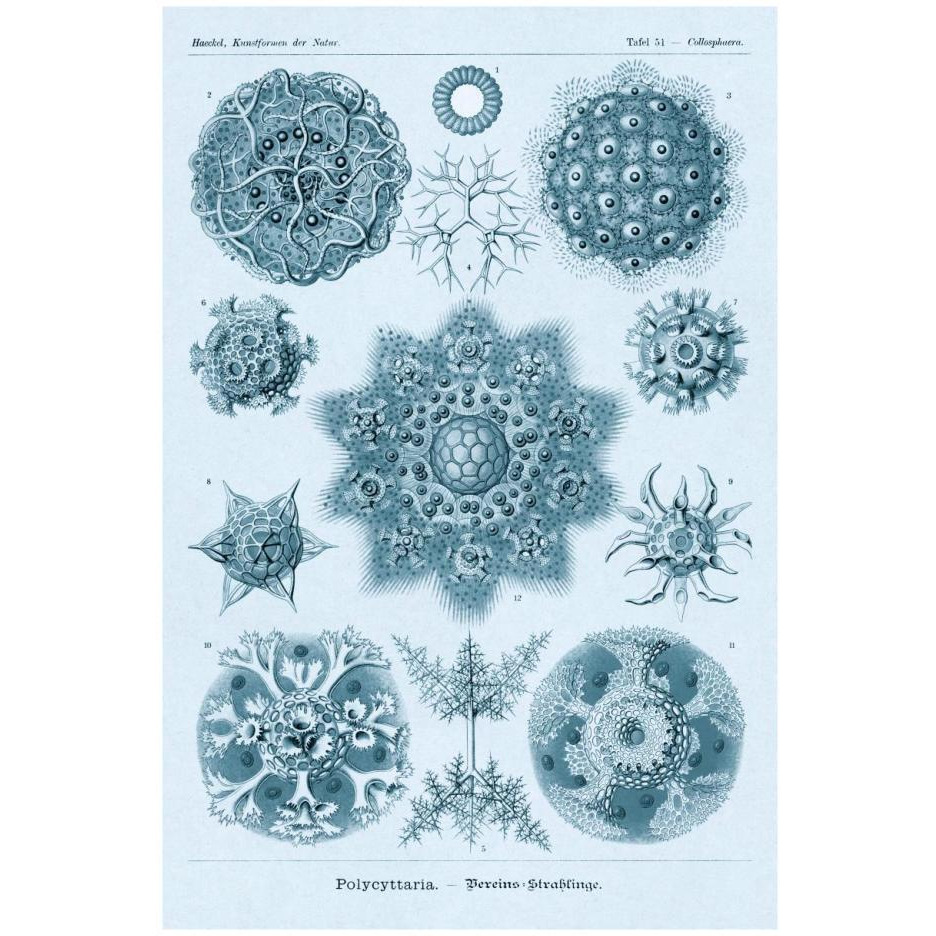 Haeckel Nature Illustrations Polycytaria Radiolaria - Blue-Green Tint-Paper Art-18&quotx26"