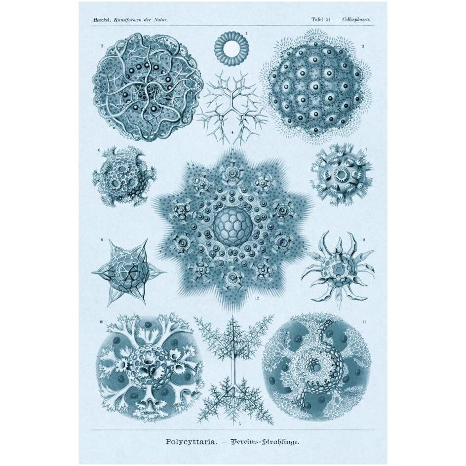 Haeckel Nature Illustrations Polycytaria Radiolaria - Blue-Green Tint-Paper Art-22&quotx32"