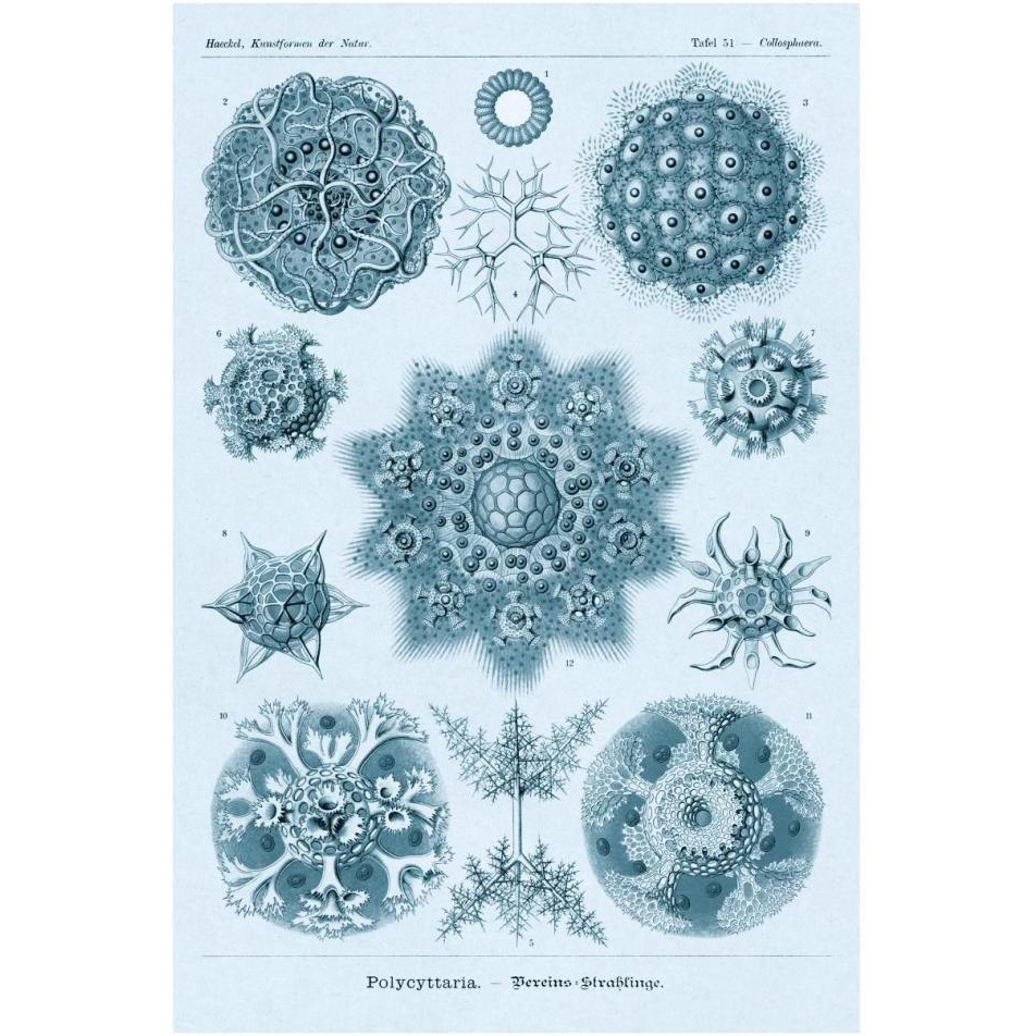 Haeckel Nature Illustrations Polycytaria Radiolaria - Blue-Green Tint-Paper Art-26&quotx38"