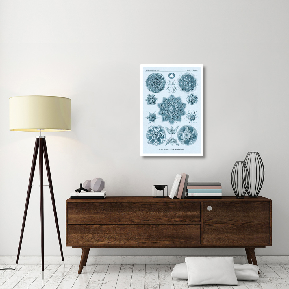 Haeckel Nature Illustrations Polycytaria Radiolaria - Blue-Green Tint-Paper Art-26&quotx38"
