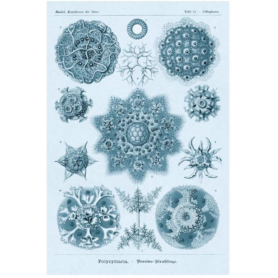 Haeckel Nature Illustrations Polycytaria Radiolaria - Blue-Green Tint-Paper Art-34&quotx50"