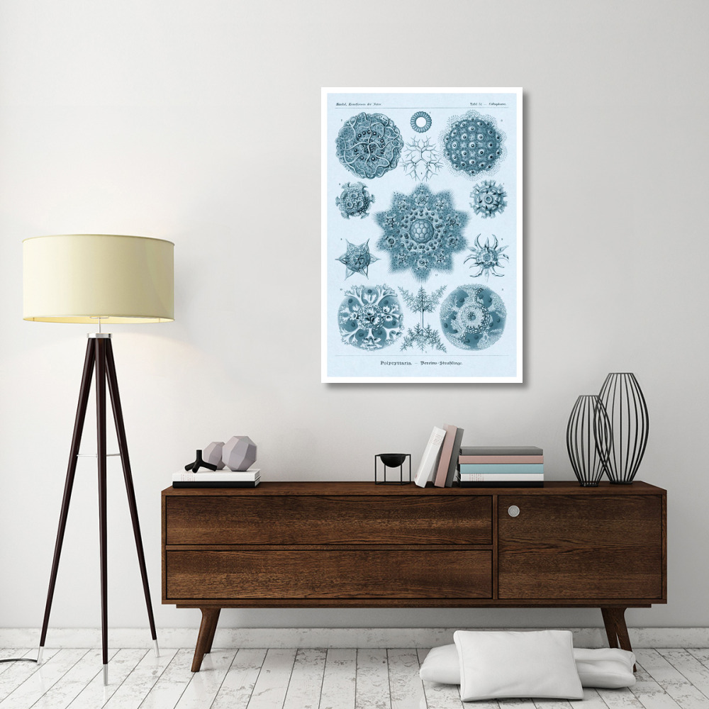 Haeckel Nature Illustrations Polycytaria Radiolaria - Blue-Green Tint-Paper Art-34&quotx50"