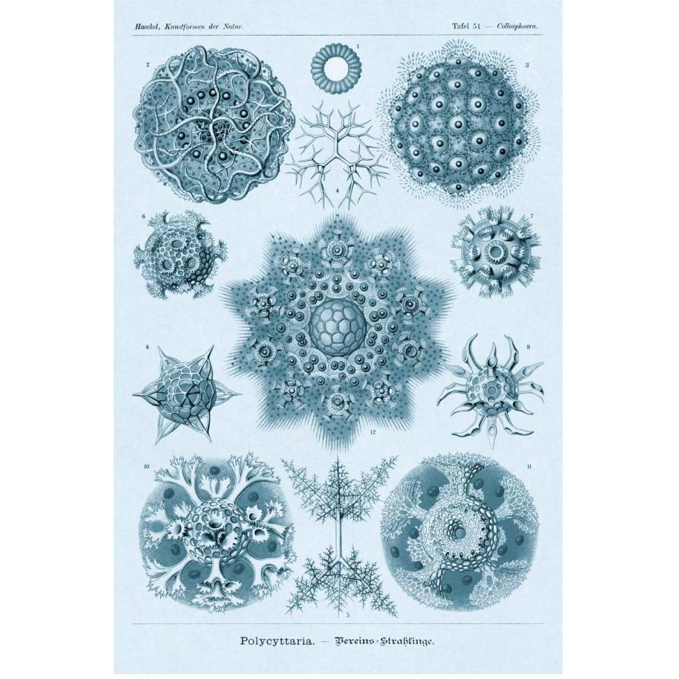Haeckel Nature Illustrations Polycytaria Radiolaria - Blue-Green Tint-Paper Art-42&quotx62"