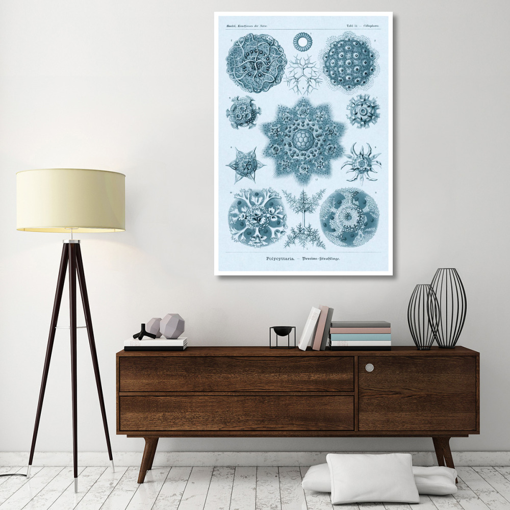 Haeckel Nature Illustrations Polycytaria Radiolaria - Blue-Green Tint-Paper Art-42&quotx62"