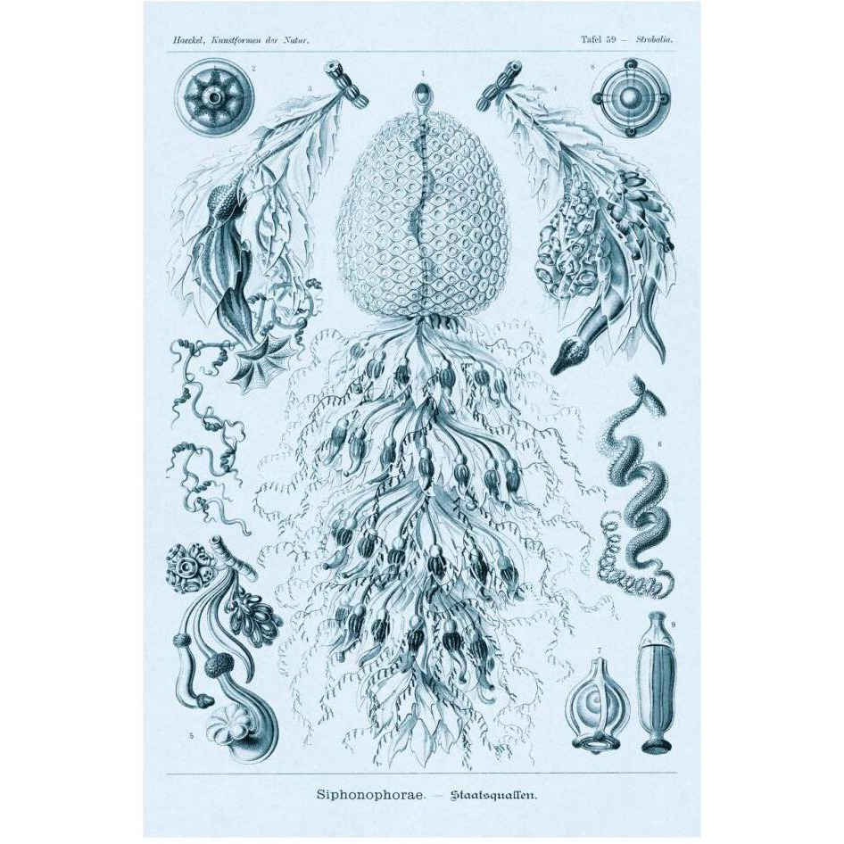 Haeckel Nature Illustrations Siphoneae Hydrozoa - Blue-Green Tint-Paper Art-22&quotx32"
